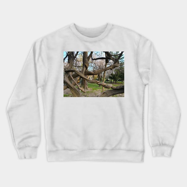 Bucharest Park Capture - Cismigiu Gardens Old Twisted Tree Crewneck Sweatshirt by Marian Voicu